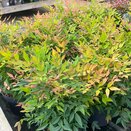 Nandina domestica Magical Sunrise - image 2