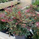 Nandina domestica Obsessed - image 1