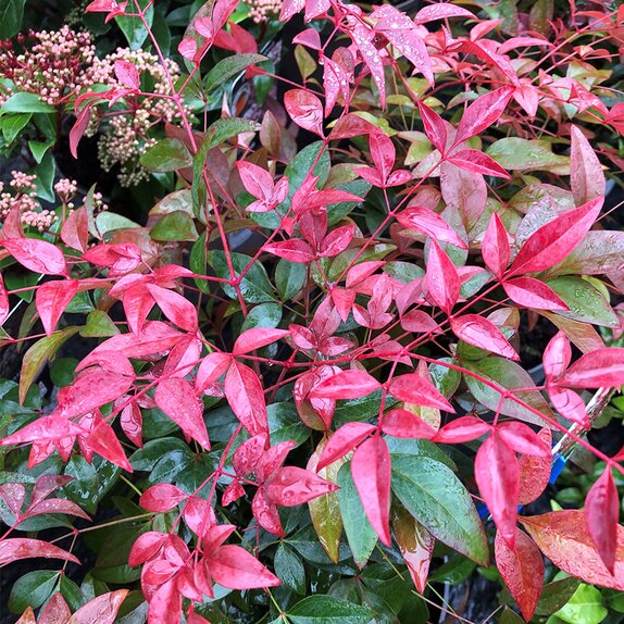 Nandina domestica Obsessed - image 2