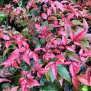 Nandina domestica Obsessed - image 2
