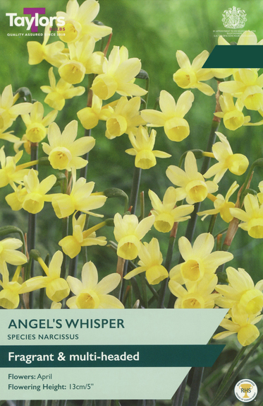 Narcissi - Angel's Whisper