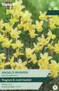Narcissi - Angel's Whisper