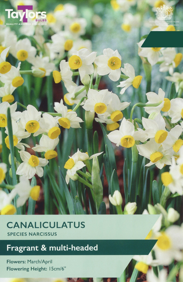Narcissi - Canaliculatus