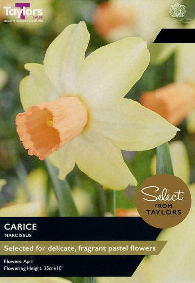 Narcissi - Carice