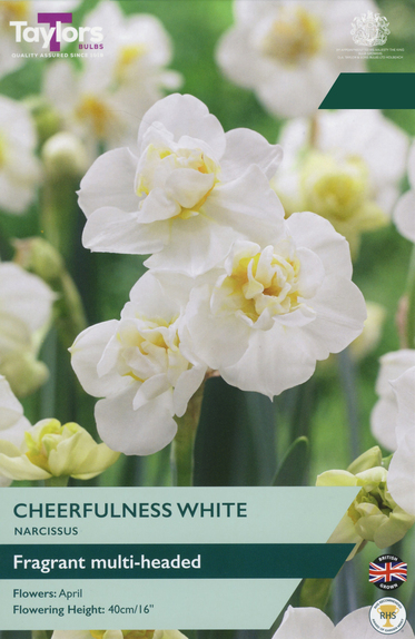 Narcissi - Cheerfulness White