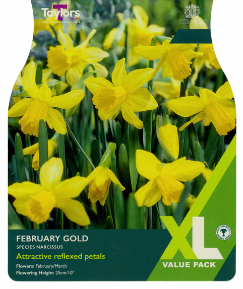 Narcissi - February Gold