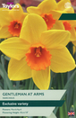Narcissi - Gentleman At Arms