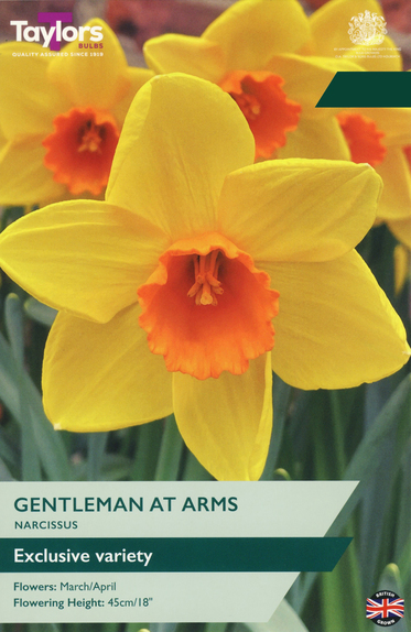Narcissi - Gentleman At Arms Daffodil