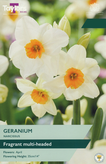 Narcissi - Geranium