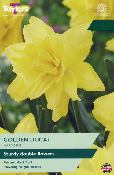 Narcissi - Golden Ducat