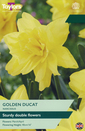 Narcissi - Golden Ducat
