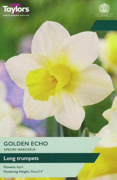 Narcissi - Golden Echo