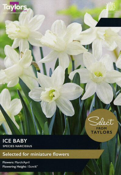 Narcissi Ice Baby