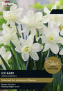 Narcissi Ice Baby