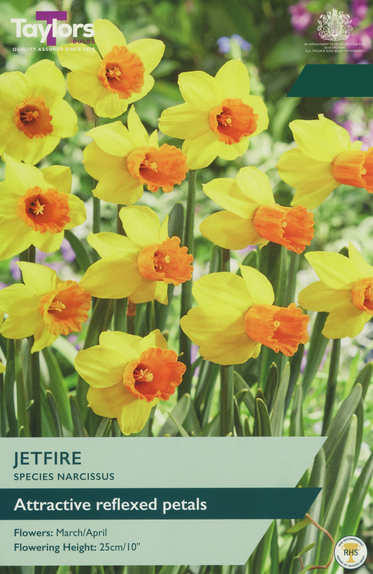 Narcissi - Jetfire