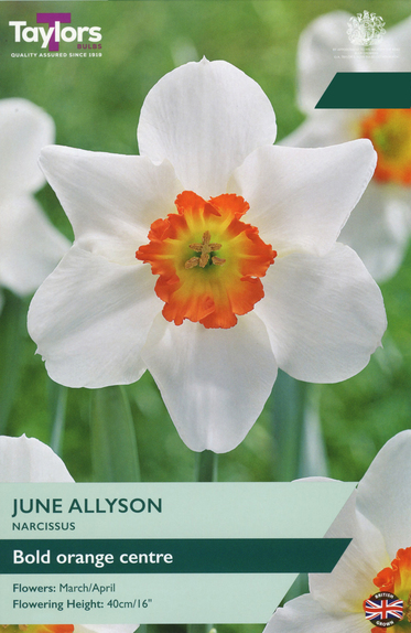 Narcissi - June Allyson 