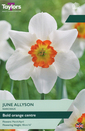 Narcissi - June Allyson Daffodil