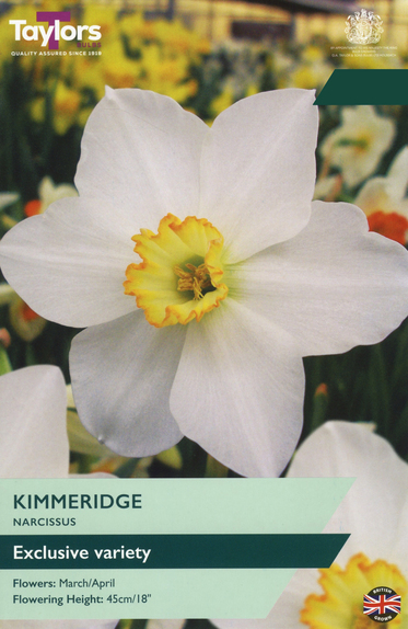 Narcissi - Kimmeridge 