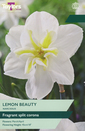 Narcissi - Lemon Beauty