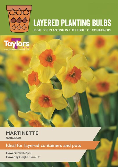 Narcissi - Martinette
