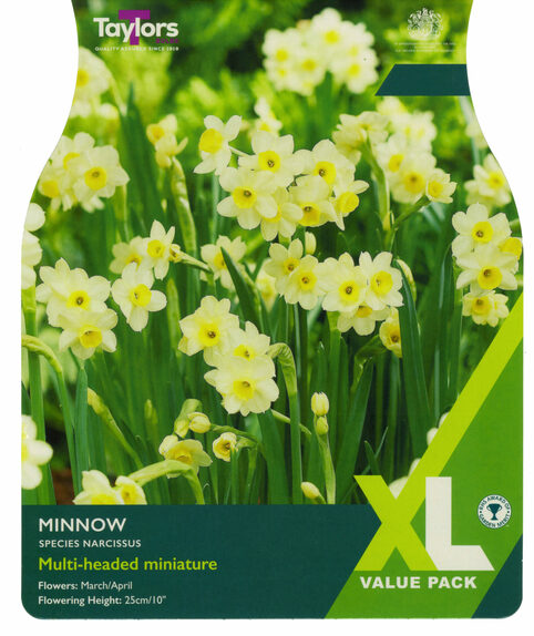Narcissi - Minnow