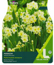 Narcissi - Minnow