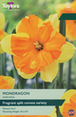 Narcissi - Mondragon