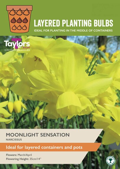 Narcissi - Moonlight Sensation
