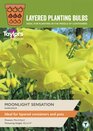 Narcissi - Moonlight Sensation