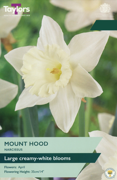 Narcissi - Mount Hood Daffodil
