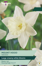 Narcissi - Mount Hood Daffodil