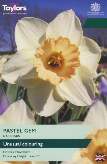 Narcissi - Pastel Gem Daffodil