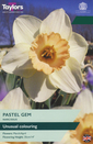 Narcissi - Pastel Gem Daffodil
