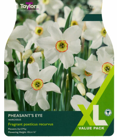Narcissi - Pheasant's Eye