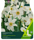 Narcissi - Pheasant's Eye