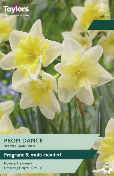 Narcissi - Prom Dance