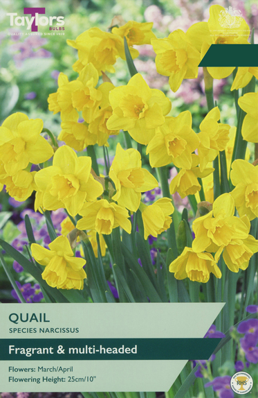 Narcissi - Quail