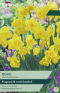 Narcissi - Quail
