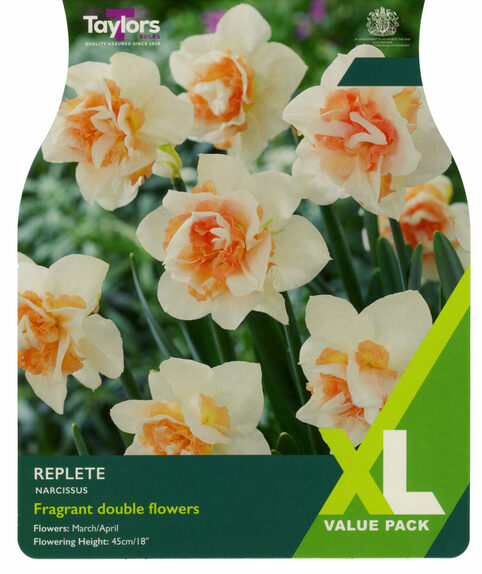 Narcissi - Replete