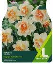 Narcissi - Replete