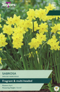 Narcissi - Sabrosa