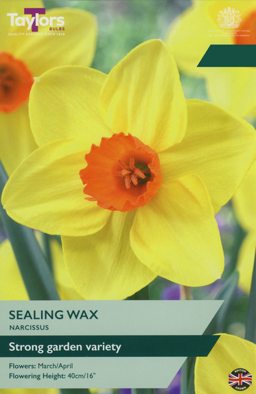 Narcissi - Sealing Wax Daffodil