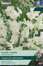Narcissi - Silver Chimes