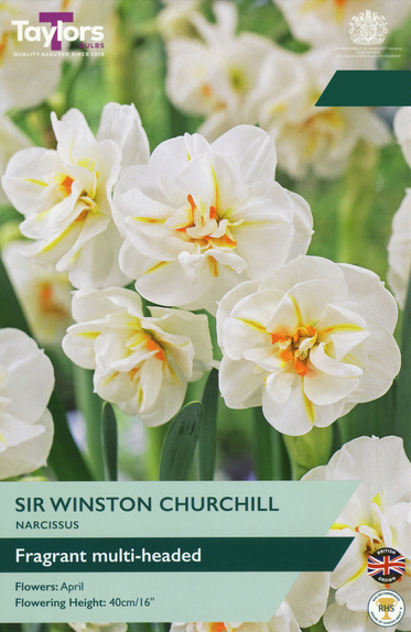 Narcissi - Sir Winston Churchill Daffodil