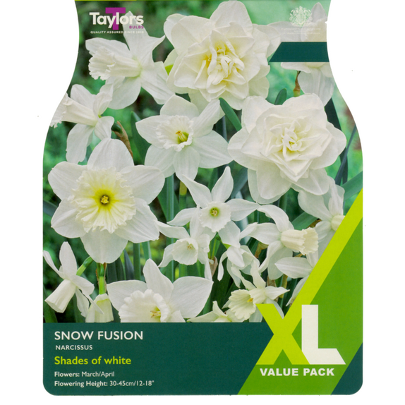 Narcissi - Snow Fusion