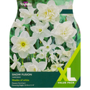Narcissi - Snow Fusion