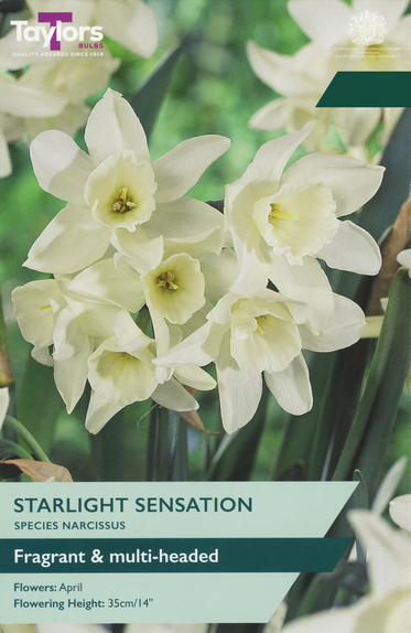 Narcissi - Starlight Sensation