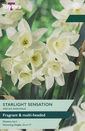 Narcissi - Starlight Sensation