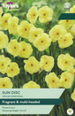 Narcissi - Sun Disc