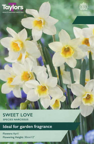 Narcissi - Sweet Love 